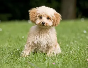 Dog - Poodle puppy in garden
