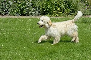Dog - Poodle running in a garden