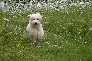 Dog - Poodle running through meadow of daisies