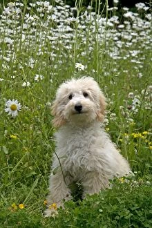 Dog - Poodle sitting a meadow of daisies
