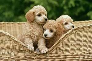 Beds Gallery: Dog - Poodle toy puppies in basket