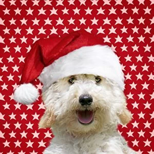 Images Dated 21st October 2015: Dog Poodle wearing a Christmas hat with star background