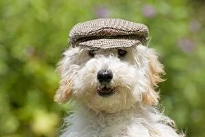 Dog - Poodle wearing a flat cap