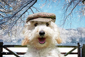 DOG - Poodle wearing a flat cap in Christmas winter scene