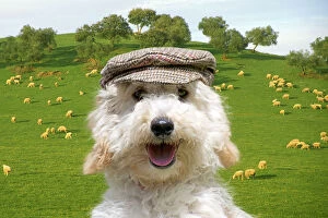 DOG, Poodle wearing a flat cap in field of sheep