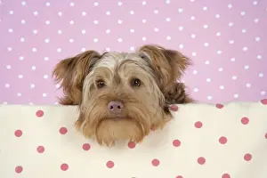 Dog - Poodle X Yorkie, ( Yoodle or Yorkie Poo )
