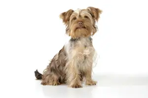 Dog - Poodle X Yorkie, ( Yoodle or Yorkie Poo )