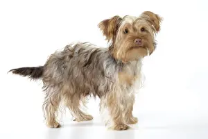 Dog - Poodle X Yorkie ( Yoodle or Yorkie Poo )
