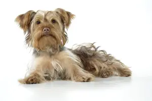 Dog - Poodle X Yorkie ( Yoodle or Yorkie Poo )