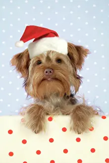 Hats Prints: DOG. Poodle X Yorkie ( Yoodle or Yorkie Poo ) Digital Manipulation: changed colour background