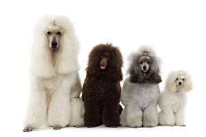 Images Dated 13th March 2006: Dog - Poodles - Row of 4 (caniche)