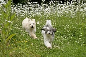 Dog - Poodles running through meadow of daisies