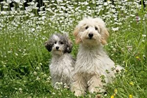 Dog - Poodles sitting a meadow of daisies