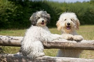 Dog - Poodles sitting on wooden poles