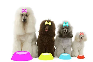 Mixed Colours Collection: Dog - Poodles - Standard, Moyen, Minature / nain & toy wearing bows with dog bowls in studio