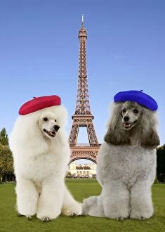 Dog - Poodles wearing berets in front of the Eiffel Tower