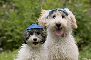 Dog - Poodles wearing a blue cap and a flat cap
