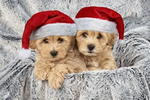 Images Dated 18th May 2020: DOG. Pooton / Cotonpoo puppies wearing Christmas hats