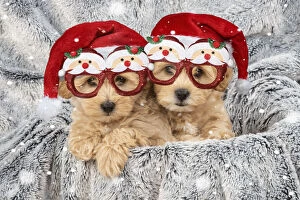 Images Dated 18th May 2020: DOG. Pooton / Cotonpoo puppies wearing Christmas