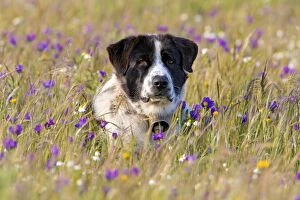 Images Dated 13th April 2013: Dog - Portugese Sheepdog in meadow Alentejo, Portugal