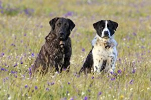 Images Dated 13th April 2013: Dog - Portugese Sheepdogs in meadow Alentejo, Portugal