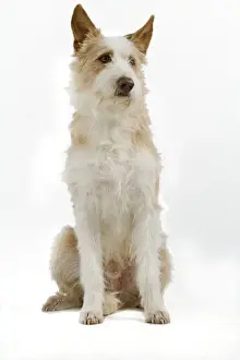 Dog - Portuguese Podengo in studio