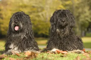 Dog - Portuguese Sheepdog. Also known as: Cao da serra de Aires or Monkey Dog