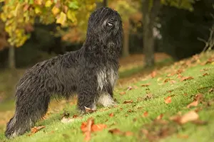 Dog - Portuguese Sheepdog. Also known as: Cao da serra de Aires or Monkey Dog