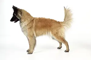 DOG Posture. Dominant