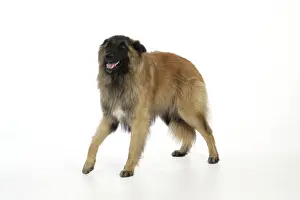 Nervous Prints: DOG Posture. Fearful