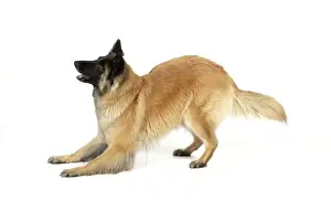 Stance Prints: DOG Posture. play bow