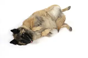 Trick Prints: DOG Posture. Submissive