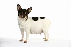 Images Dated 10th February 2011: DOG. Pregnant chihuahua