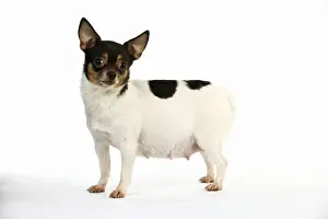 Bitch Prints: DOG. Pregnant chihuahua