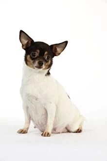 Images Dated 10th February 2011: DOG. Pregnant chihuahua