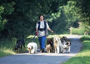 Exercising Gallery: DOG - professional dog walker