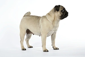 Images Dated 5th August 2007: DOG. Pug