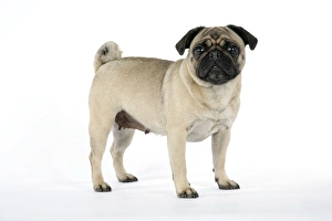 Images Dated 5th August 2007: DOG. Pug