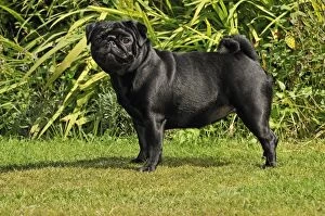 Images Dated 8th August 2009: DOG. Pug