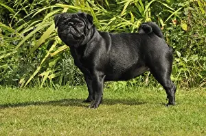 DOG. Pug