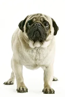 Dog - Pug