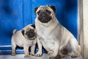 Dog Pug adult and puppy