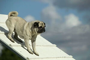 Dog - pug on agility course