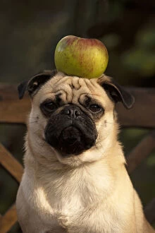 DOG. Pug with an apple on its head
