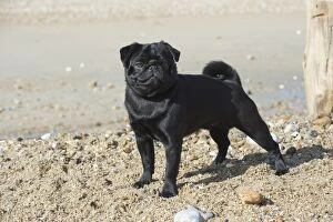 Images Dated 18th February 2016: Dog Pug on the beach