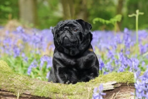 Pugs Collection: DOG. Pug in bluebells