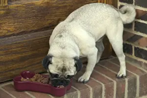 With Bowl Prints: Dog - Pug eating