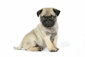 Pug Prints: DOG. PUG ( fawn ) 7 week old puppy