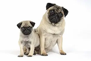 DOG. PUG ( fawn ) with 7 week old puppy