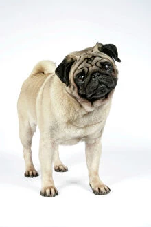 Images Dated 11th October 2007: DOG. PUG ( fawn ) with its head cocked